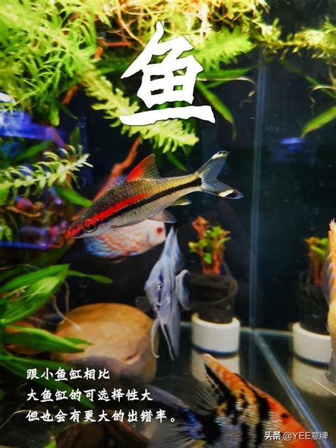 魚缸養幾隻魚比較好|一個魚缸養多少魚合適，從風水學及科學的角度來告訴你！